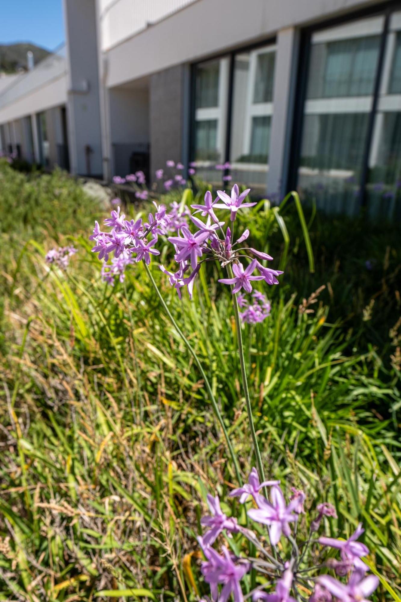 Monchique Resort & Spa Kültér fotó Scilla amethystina